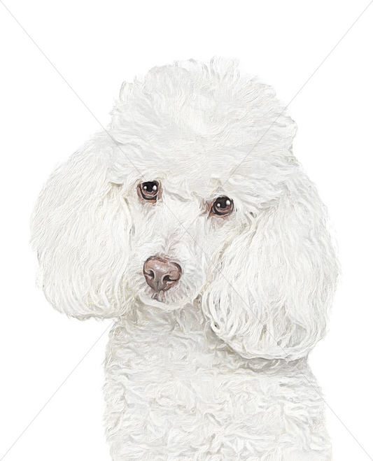 white poodle