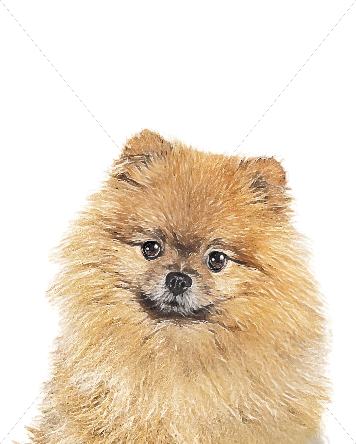 pomeranian