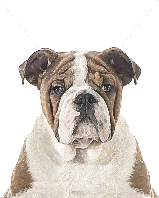 bulldog