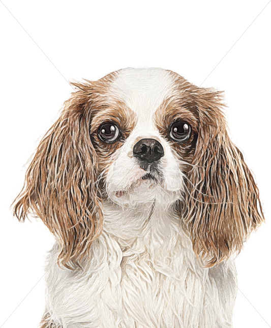 cavalier king charles spaniel