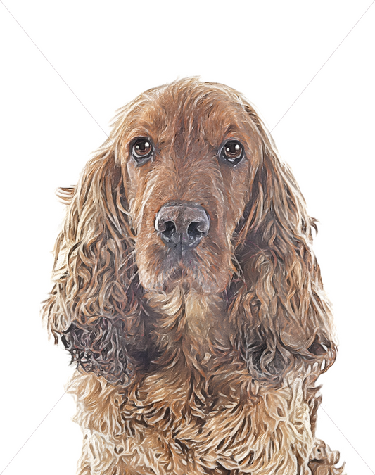 english cocker spaniel