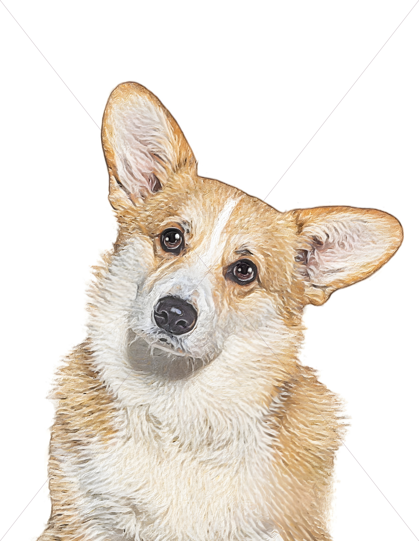 welsh corgi