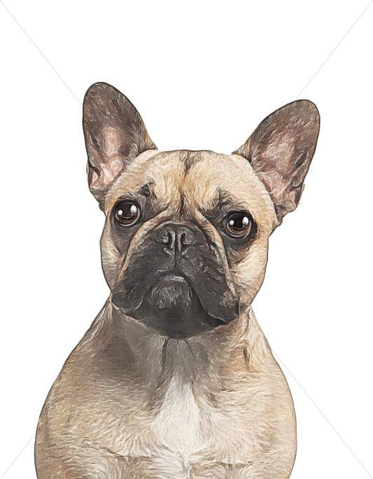 brown french bulldog