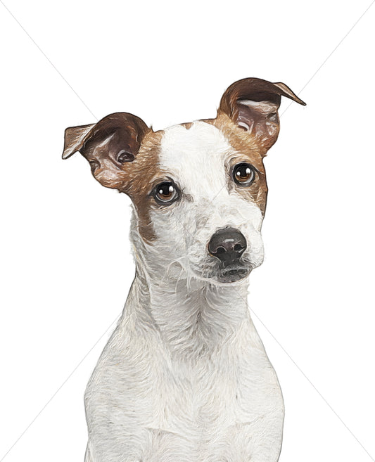 jack russell terrier