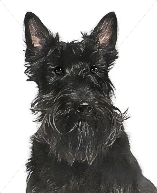 scottish terrier