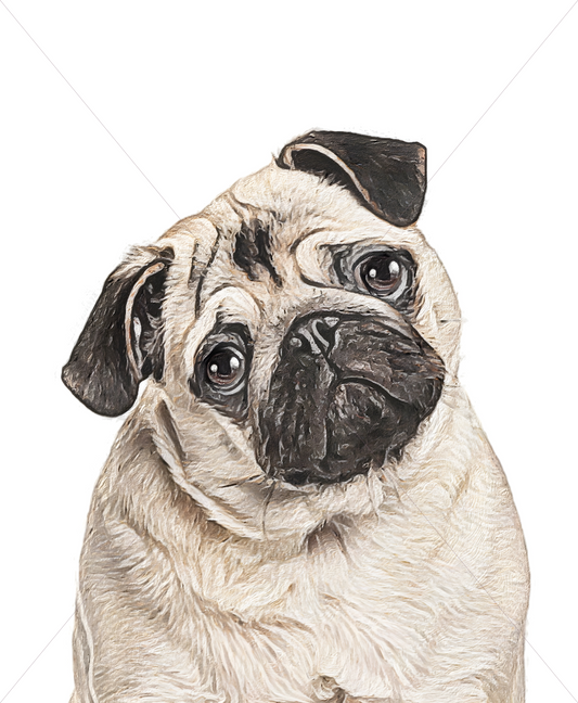 pug