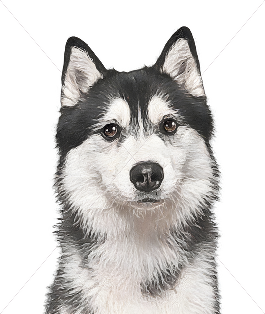 siberian husky