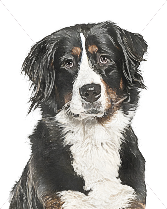 bernese mountain dog