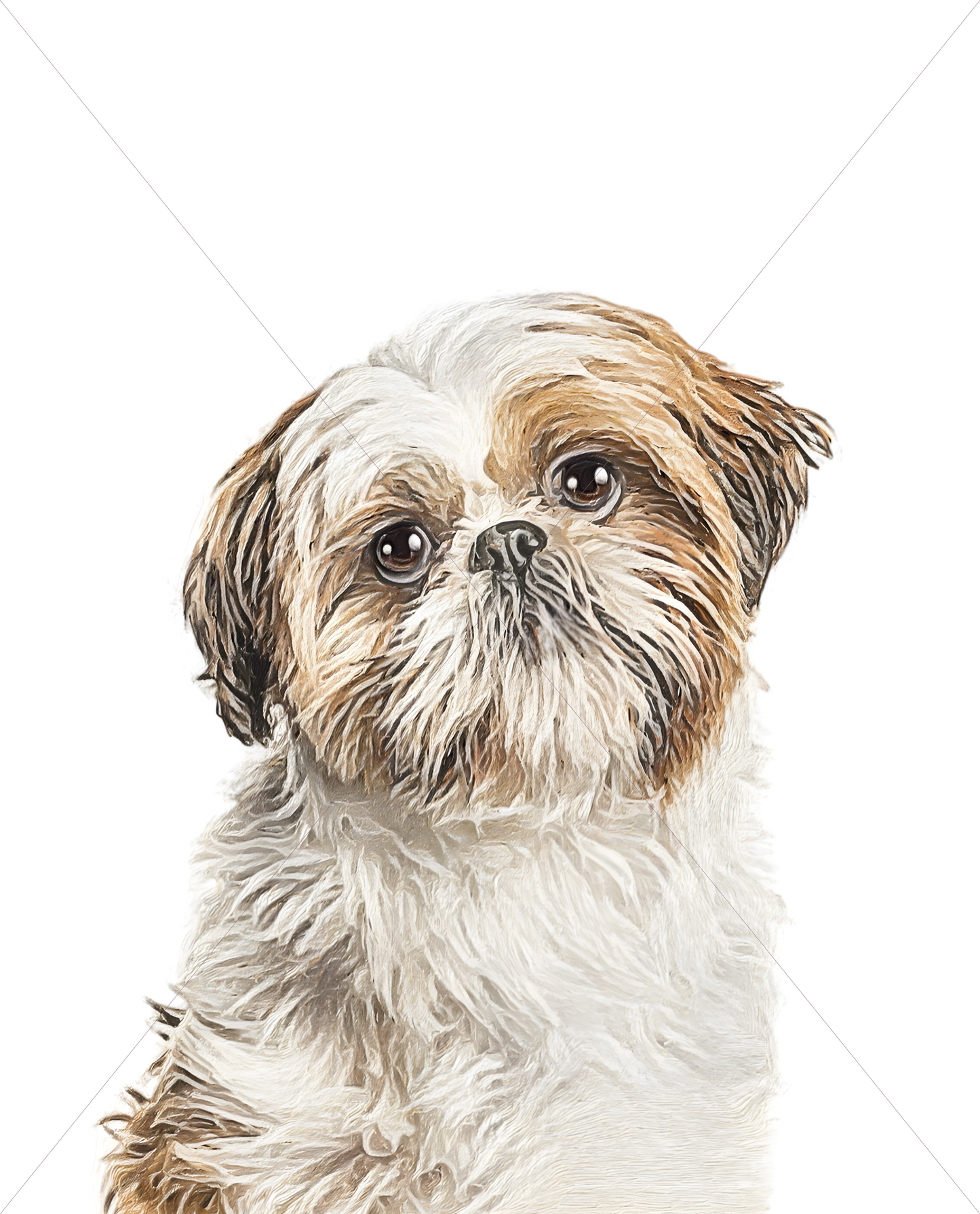 shih tzu