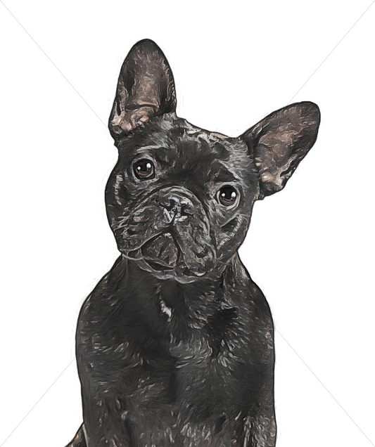 black french bulldog