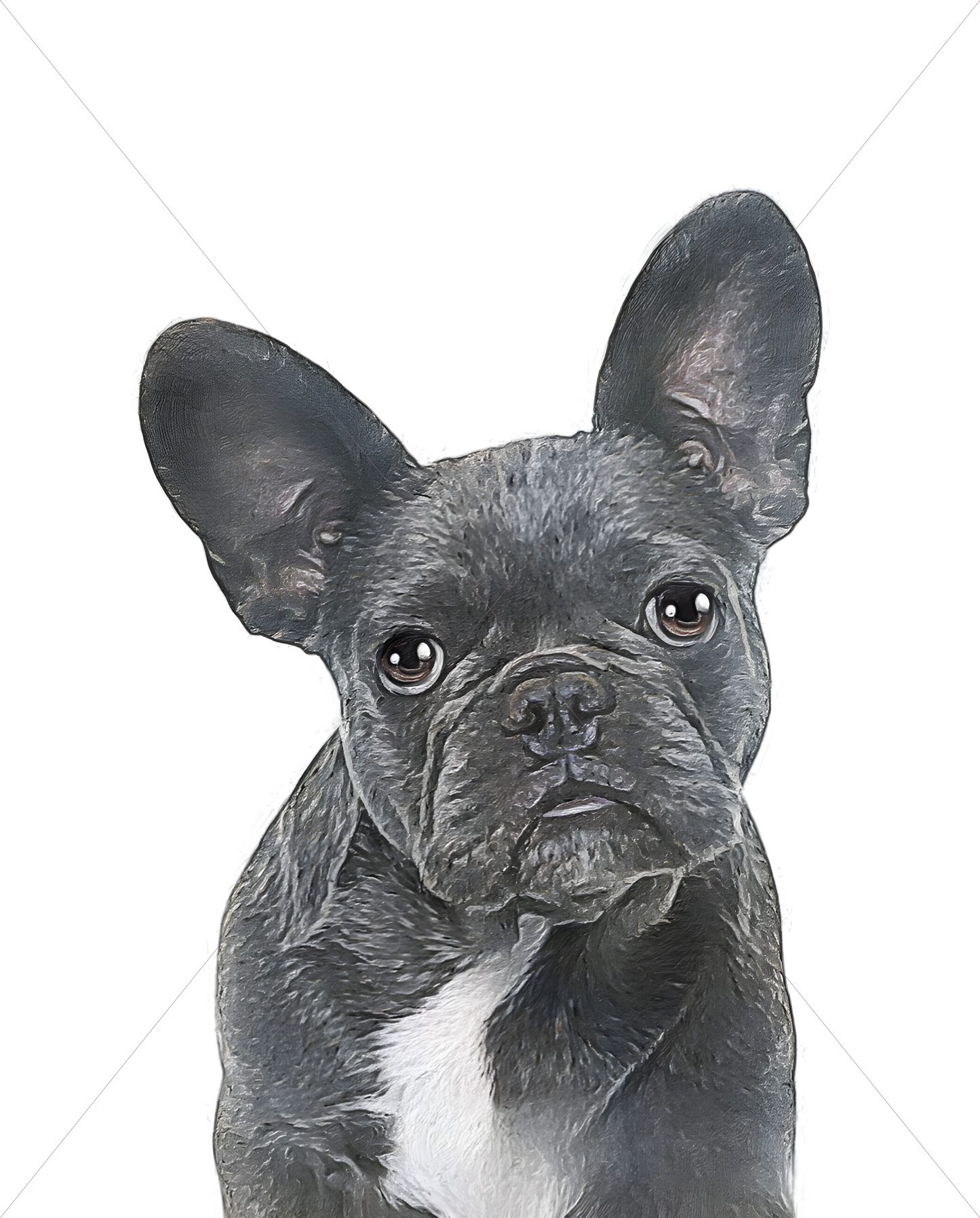 grey french bulldog