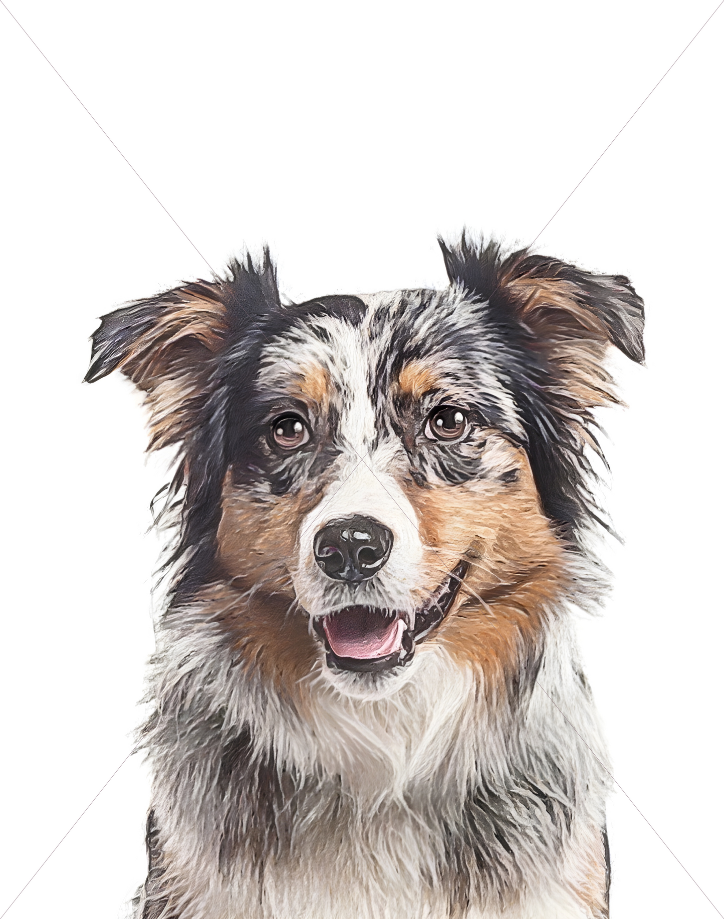 australian shepherd