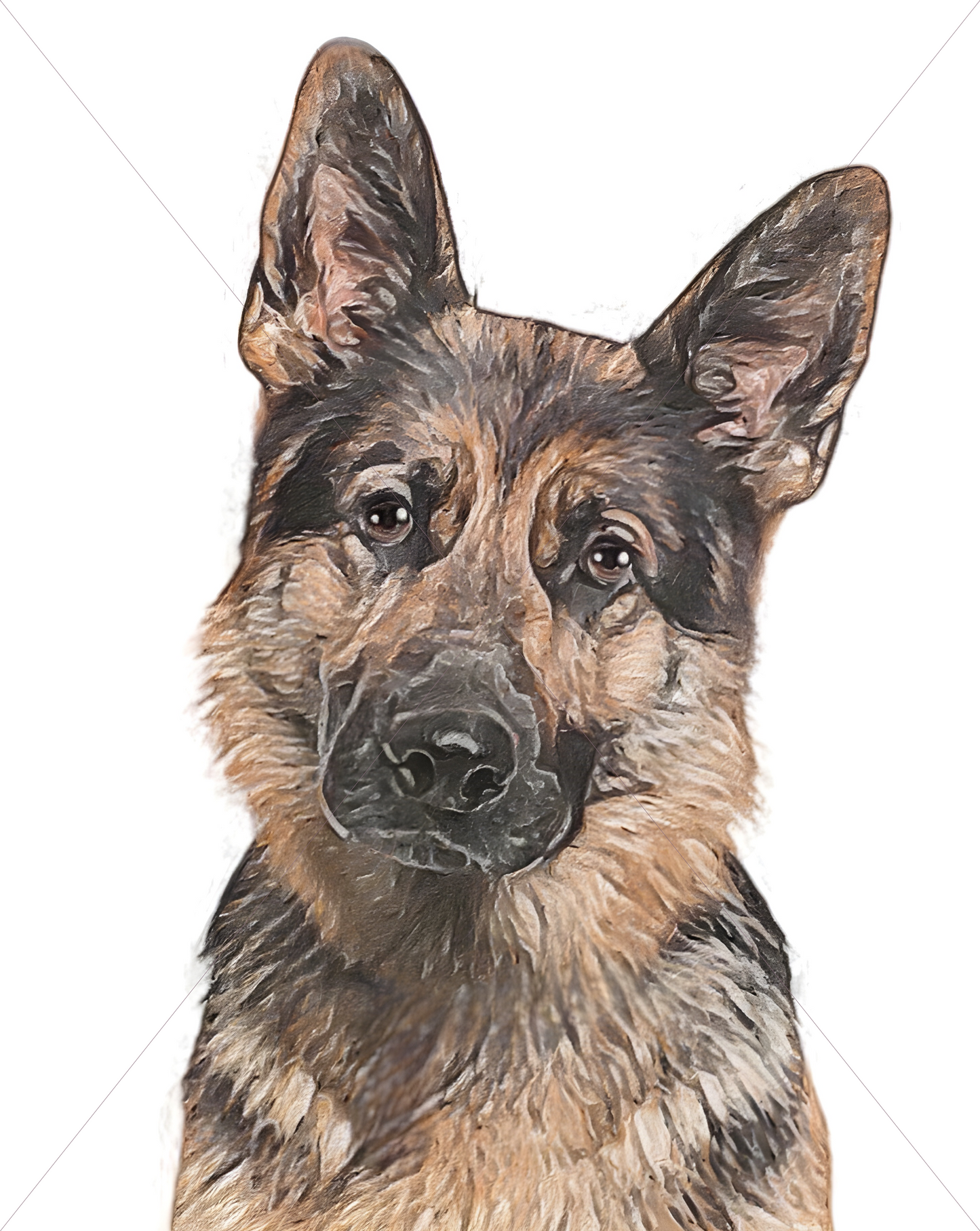 german shepherd