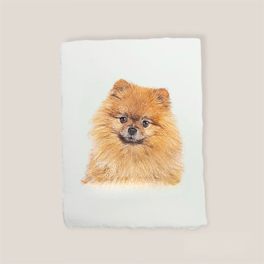 pomeranian print