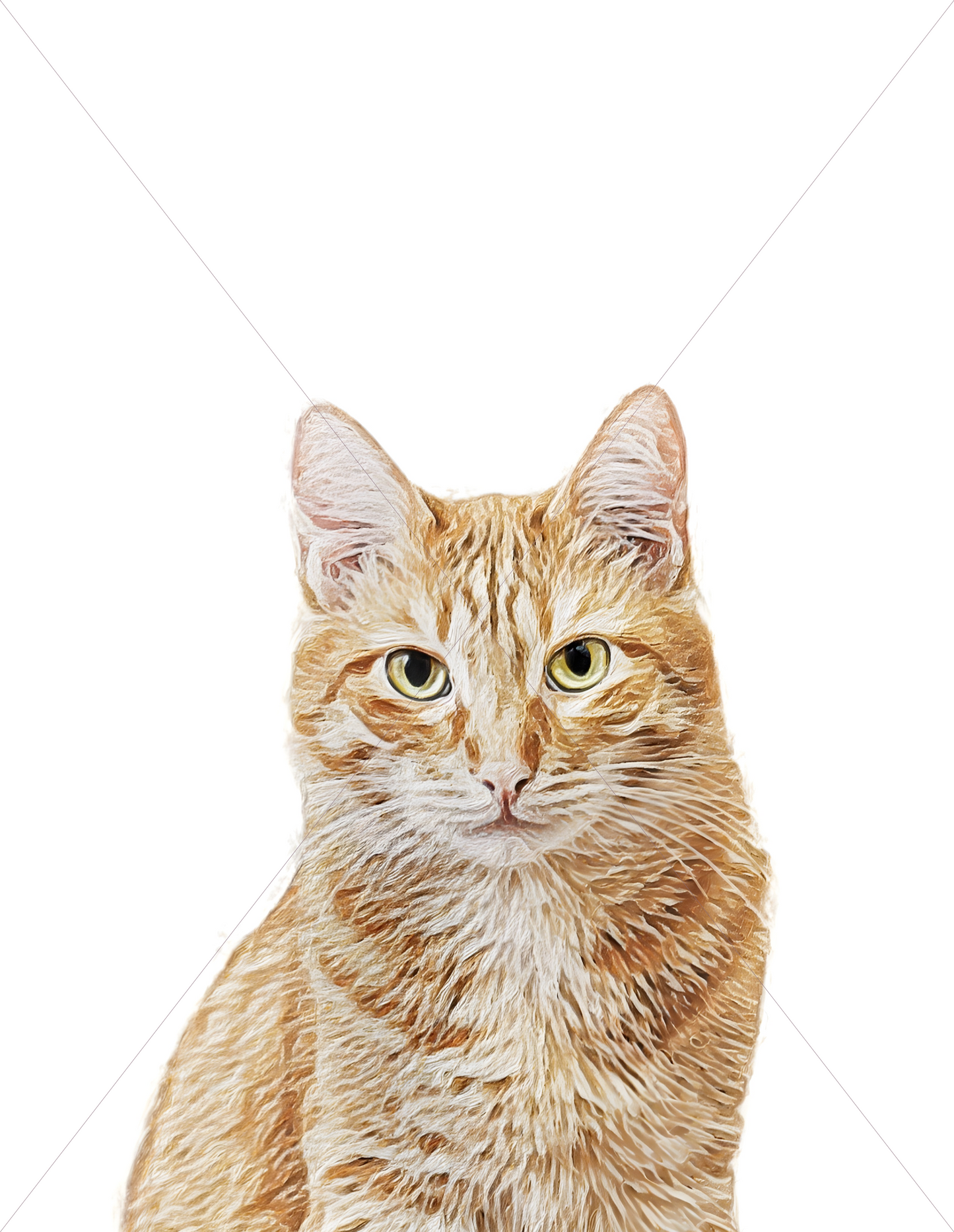 orange tabby cat