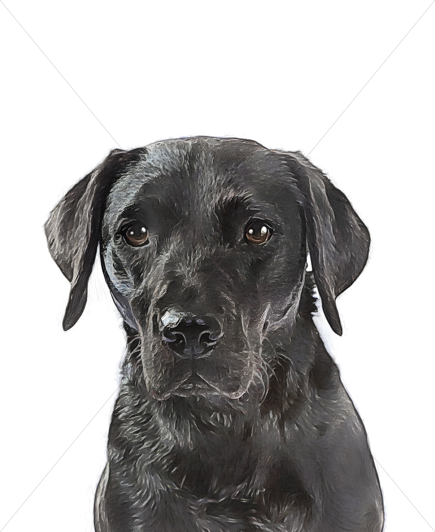 black labrador