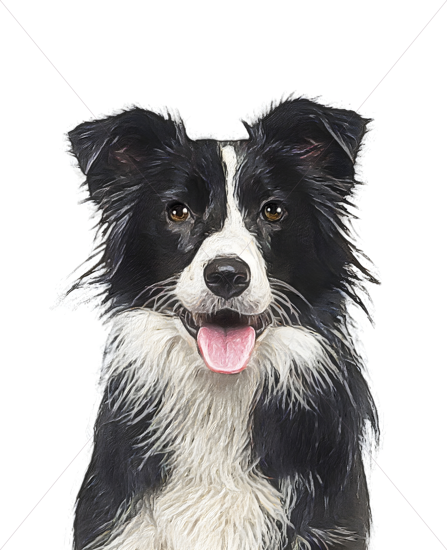 border collie