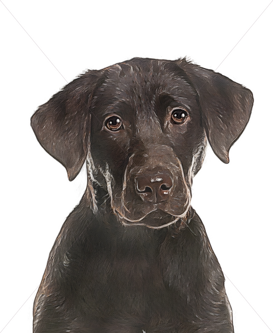 brown chocolate lab