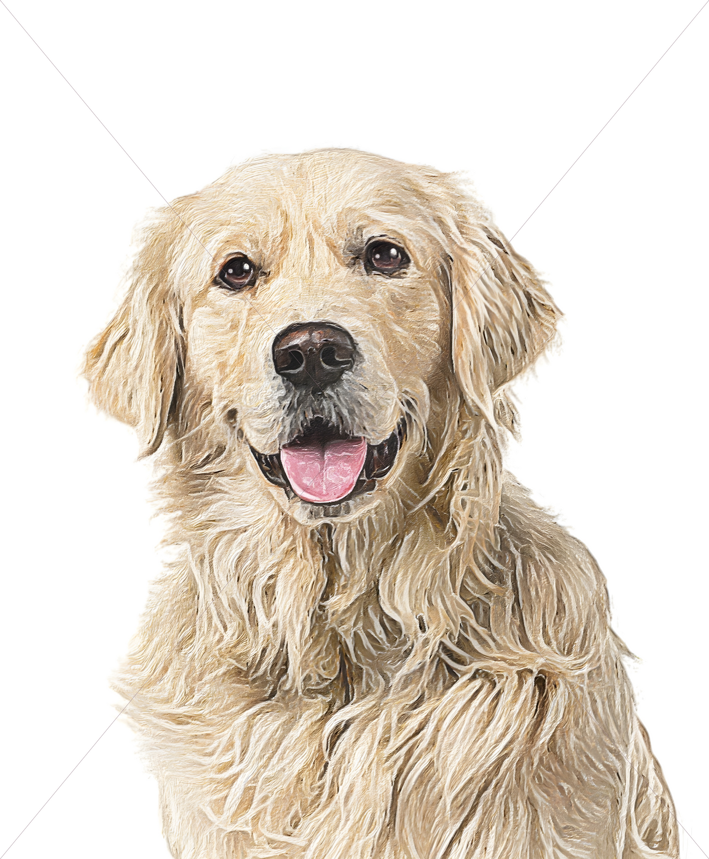 golden retriever